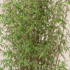 Fargesia Angustissima -The Palm Centre 8 scaled 1