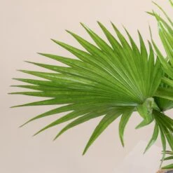 Livistona Rotundifolia -The Palm Centre 800 scaled 1