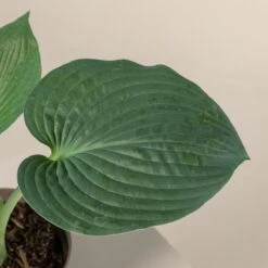 Hosta Sieboldiana ‘Elegans’ -The Palm Centre 838