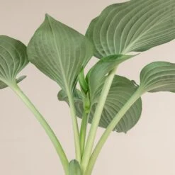 Hosta Sieboldiana ‘Elegans’ -The Palm Centre 839