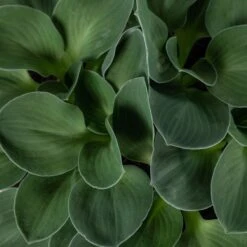 Hosta ‘Blue Mouse Ears’ -The Palm Centre 845
