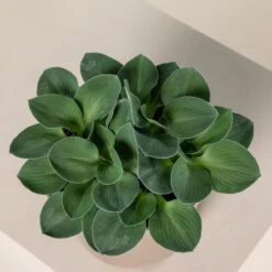 Hosta ‘Blue Mouse Ears’ -The Palm Centre 848