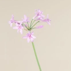 Tulbaghia Violacea -The Palm Centre 853