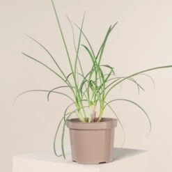 Tulbaghia Violacea -The Palm Centre 856 scaled 1