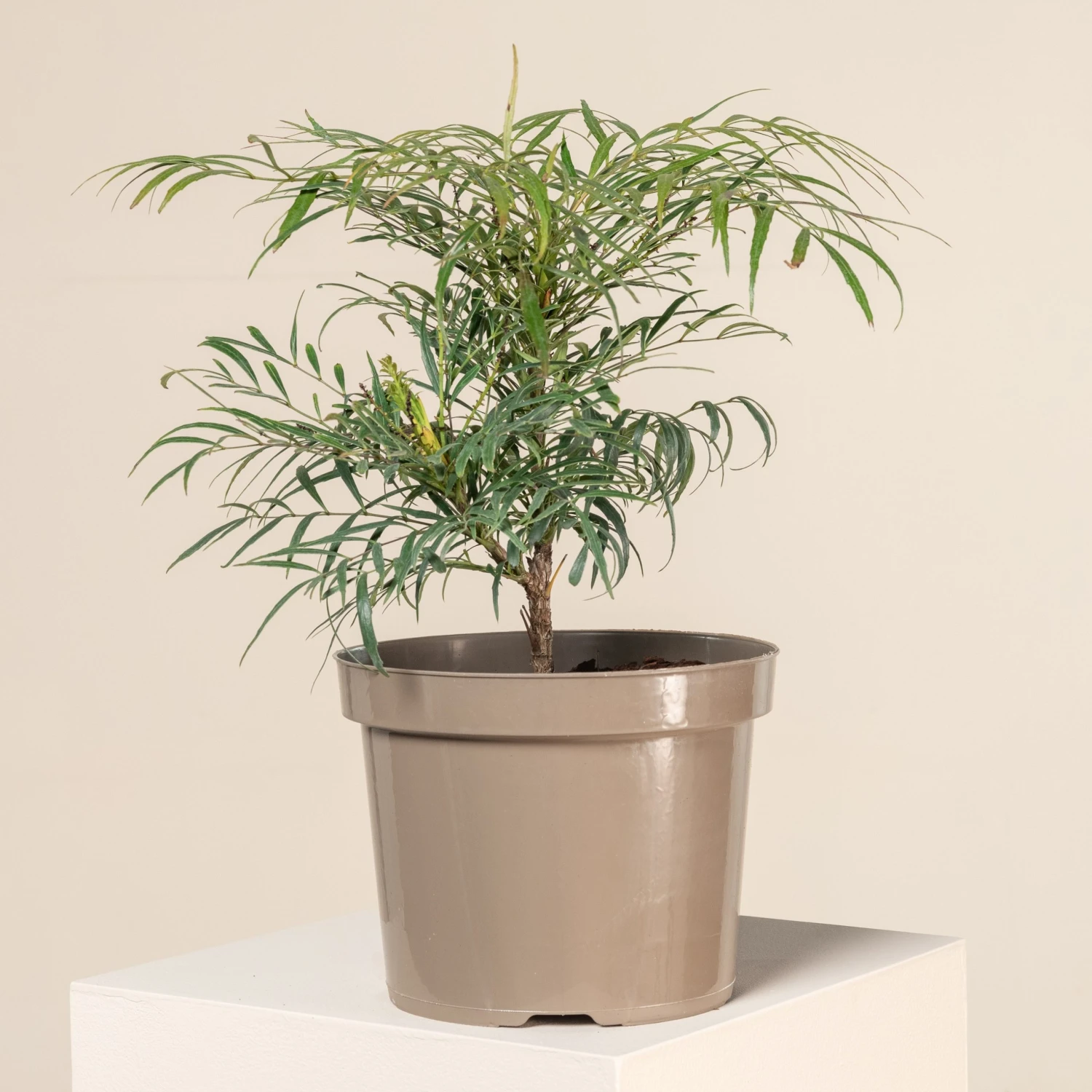 Mahonia ‘Soft Caress’ 4 Mahonia ‘Soft Caress’ - Image 2