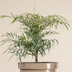 Mahonia ‘Soft Caress’ 12 Mahonia ‘Soft Caress’ -The Palm Centre 912 1 scaled 1