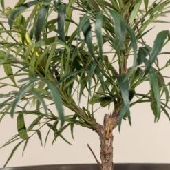 Mahonia ‘Soft Caress’ 13 Mahonia ‘Soft Caress’ -The Palm Centre 913 1 scaled 1