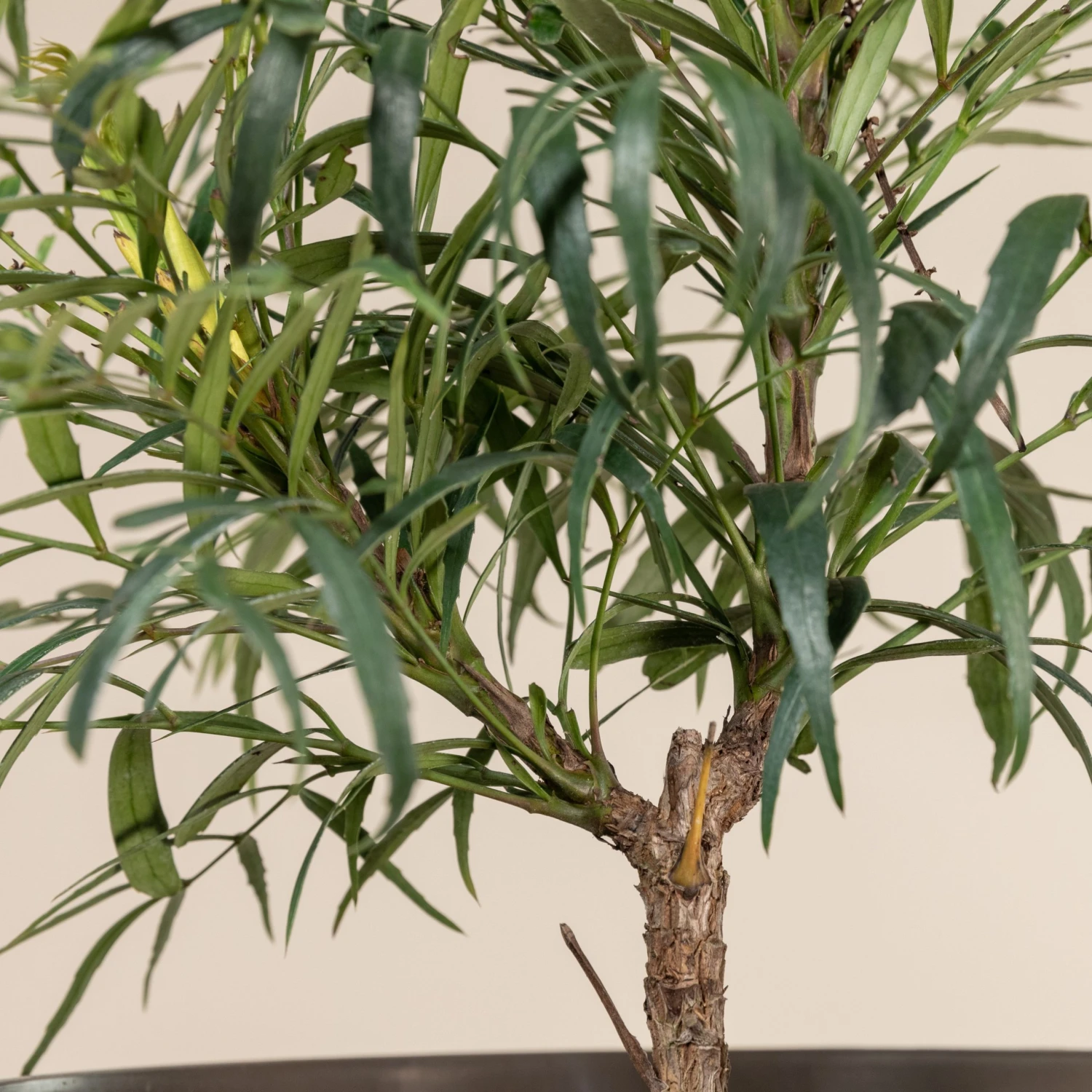 Mahonia ‘Soft Caress’ 6 Mahonia ‘Soft Caress’ - Image 4