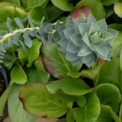 Euphorbia Myrsinites -The Palm Centre 928 1
