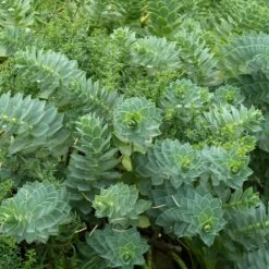 Euphorbia Myrsinites -The Palm Centre 929 1