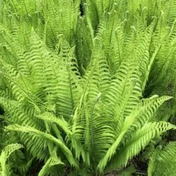 Matteuccia Struthiopteris -The Palm Centre 930