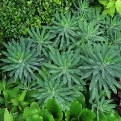 Euphorbia Characias ‘Wulfenii’ -The Palm Centre 941