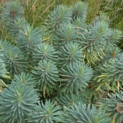 Euphorbia Characias ‘Wulfenii’ -The Palm Centre 942