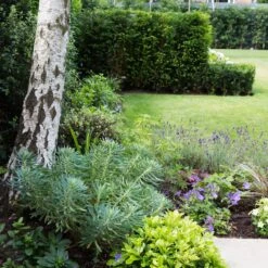 Euphorbia Characias ‘Wulfenii’ -The Palm Centre 944