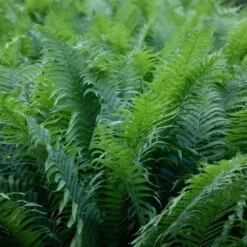 Matteuccia Struthiopteris -The Palm Centre 950