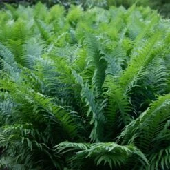 Matteuccia Struthiopteris -The Palm Centre 952