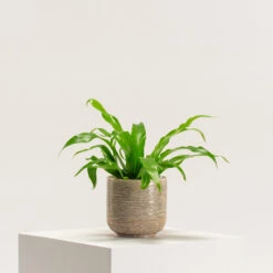 Asplenium Antiquum -The Palm Centre AAN 5