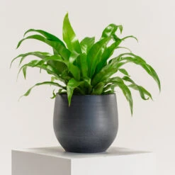 Asplenium Antiquum -The Palm Centre AAN 6