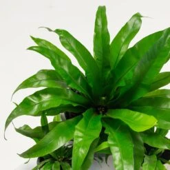 Asplenium Antiquum -The Palm Centre AAN 60a969cca44ab