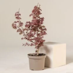 Acer Palmatum ‘Red Flash’