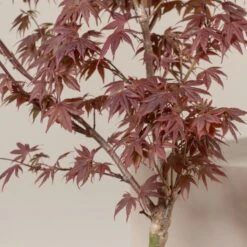 Acer Palmatum ‘Red Flash’ -The Palm Centre AFL 60a9646cc2711