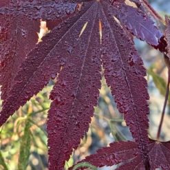 Acer Palmatum ‘Red Flash’ -The Palm Centre AFL 62535397d9402