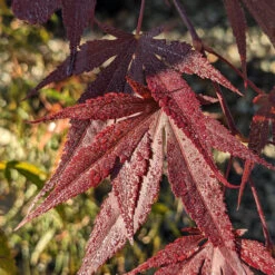 Acer Palmatum ‘Red Flash’ -The Palm Centre AFL 62535399fa9fd