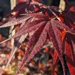 Acer Palmatum ‘Red Flash’ -The Palm Centre AFL 6253539c64319
