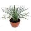 Agave Geminiflora -The Palm Centre AGE 6231b2daa5a1d