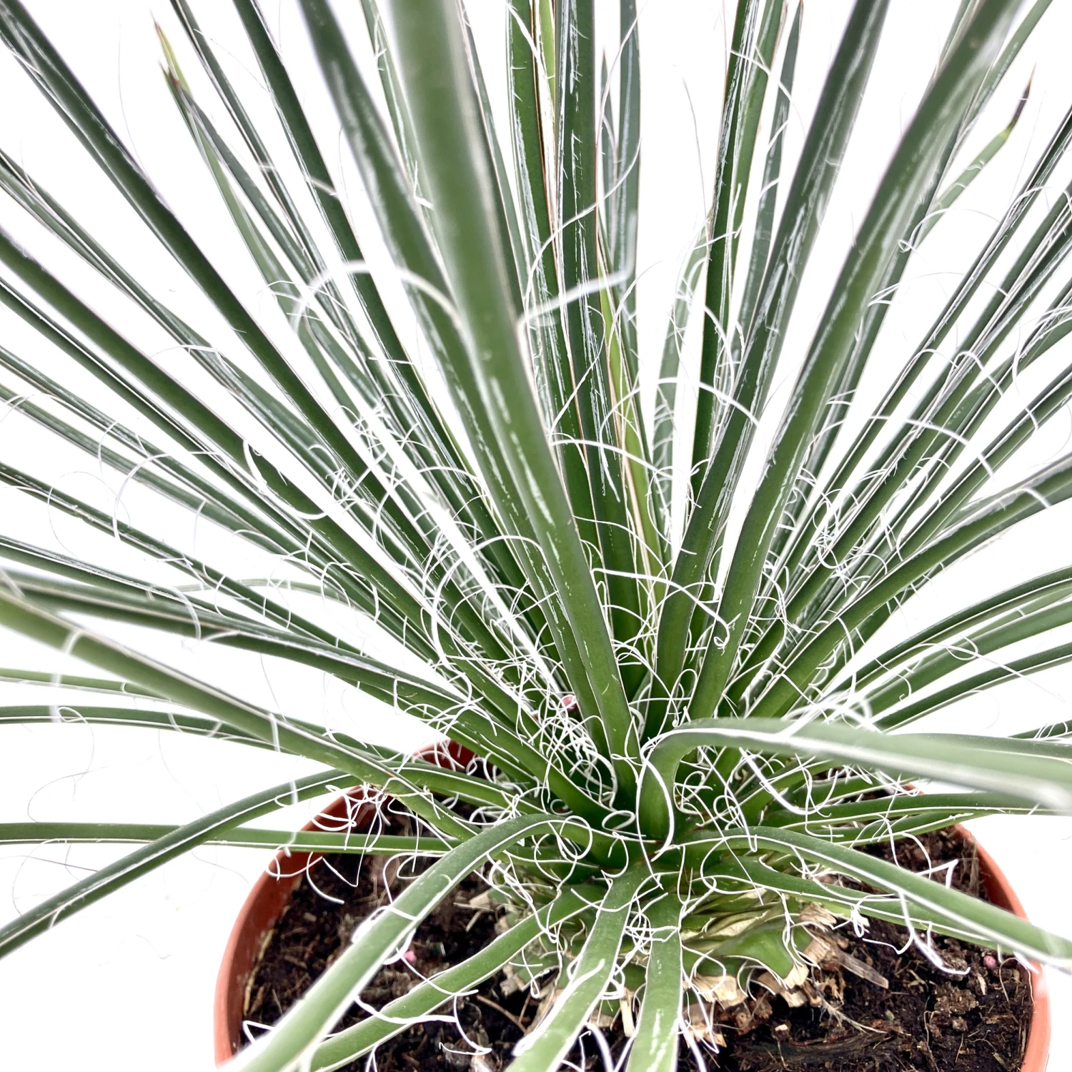 Agave Geminiflora 4 Agave Geminiflora - Image 2