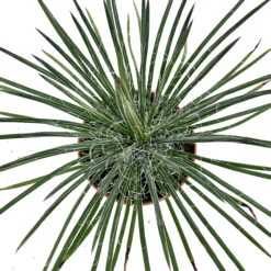 Agave Geminiflora 8 Agave Geminiflora -The Palm Centre AGE 6231b2dfed291