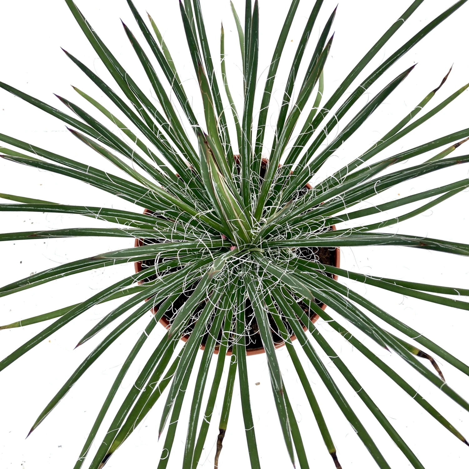 Agave Geminiflora 5 Agave Geminiflora - Image 3