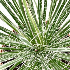 Agave Geminiflora 9 Agave Geminiflora -The Palm Centre AGE 6231b2e4218e0
