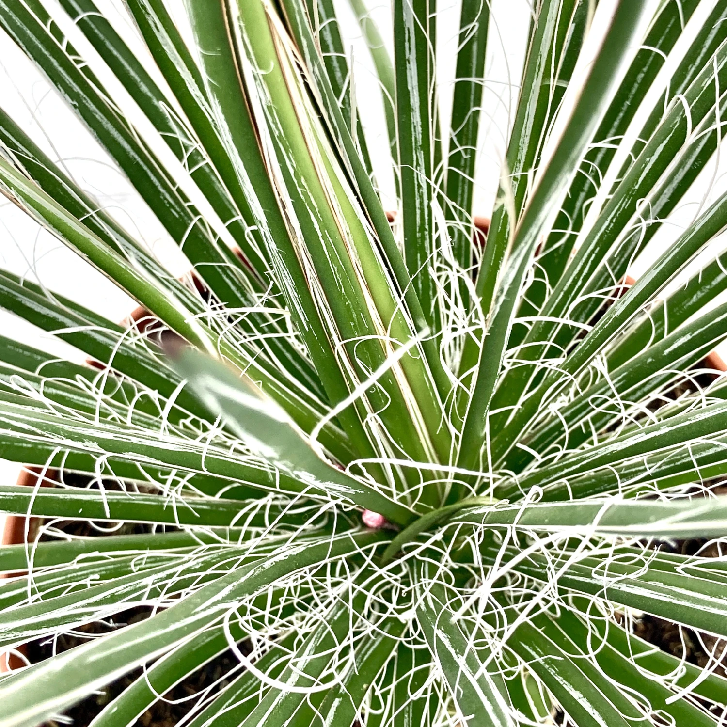 Agave Geminiflora 6 Agave Geminiflora - Image 4