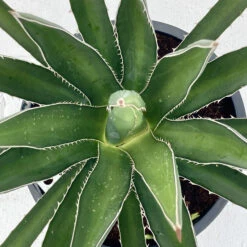 Agave Lechuguilla -The Palm Centre AGLE 6231b0720a76a