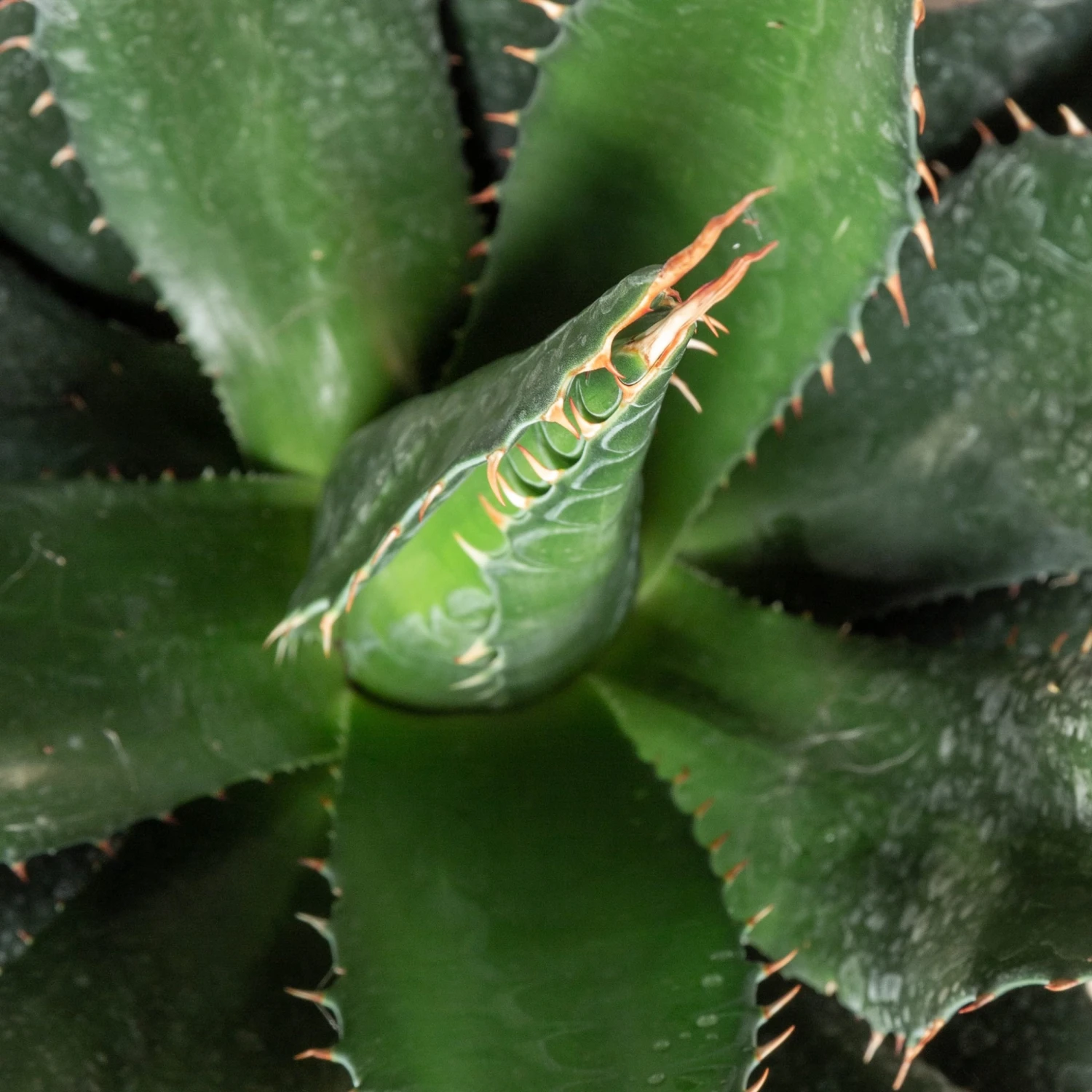 Agave Montana 4 Agave Montana - Image 2