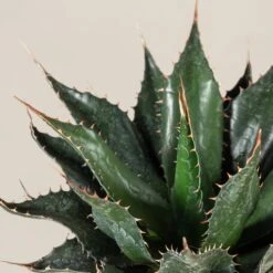 Agave Montana 28 Agave Montana -The Palm Centre AGM 60a9234989694 3