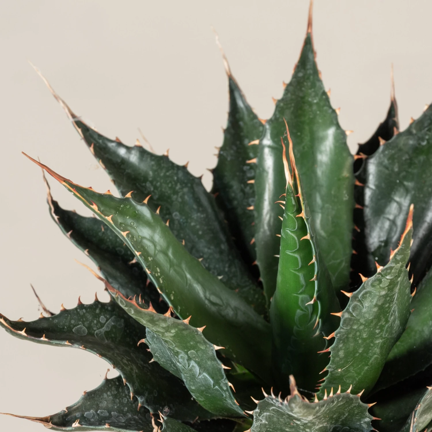 Agave Montana 9 Agave Montana - Image 7