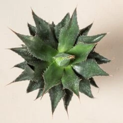 Agave Montana 29 Agave Montana -The Palm Centre AGM 60a9234c4fd2d 3