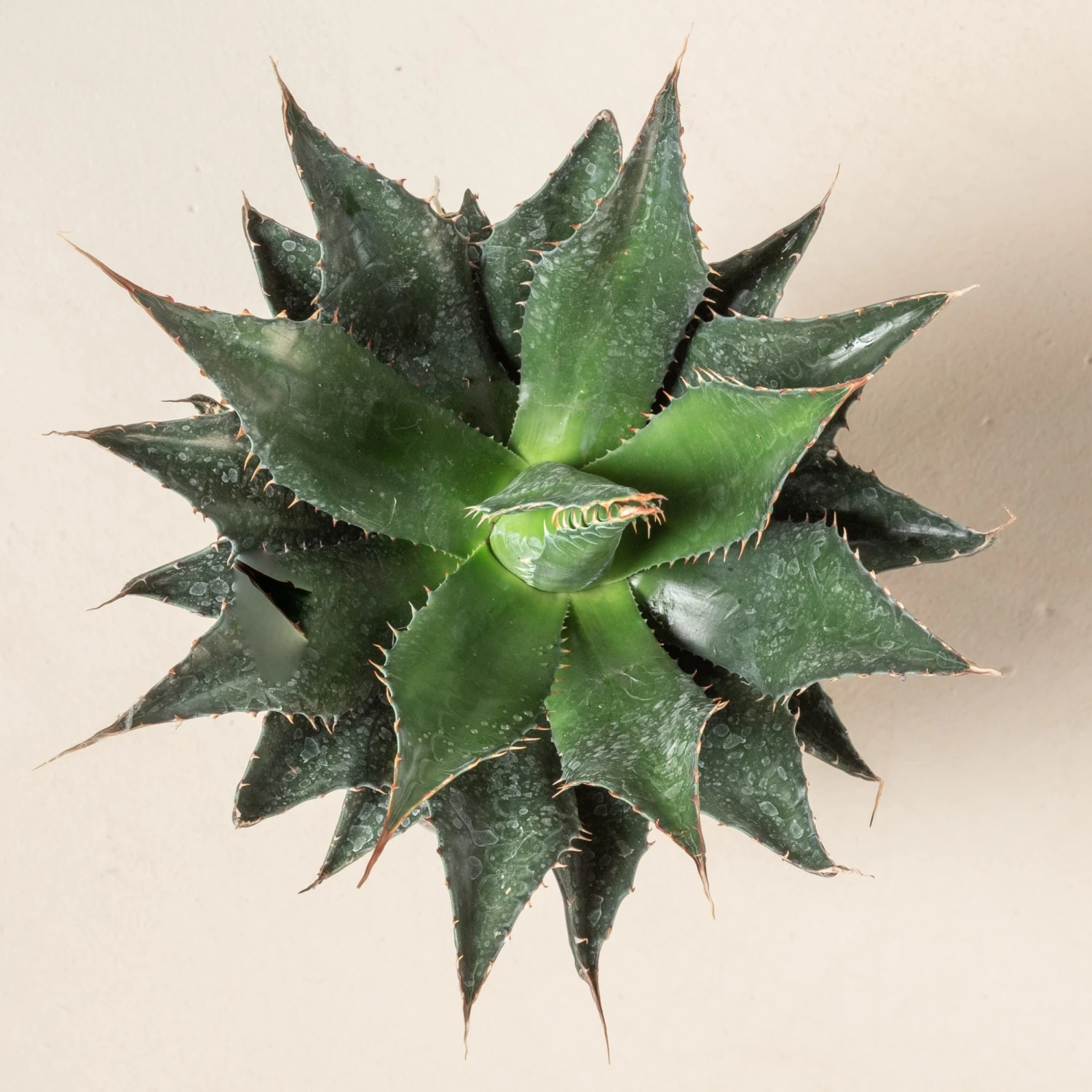 Agave Montana 10 Agave Montana - Image 8