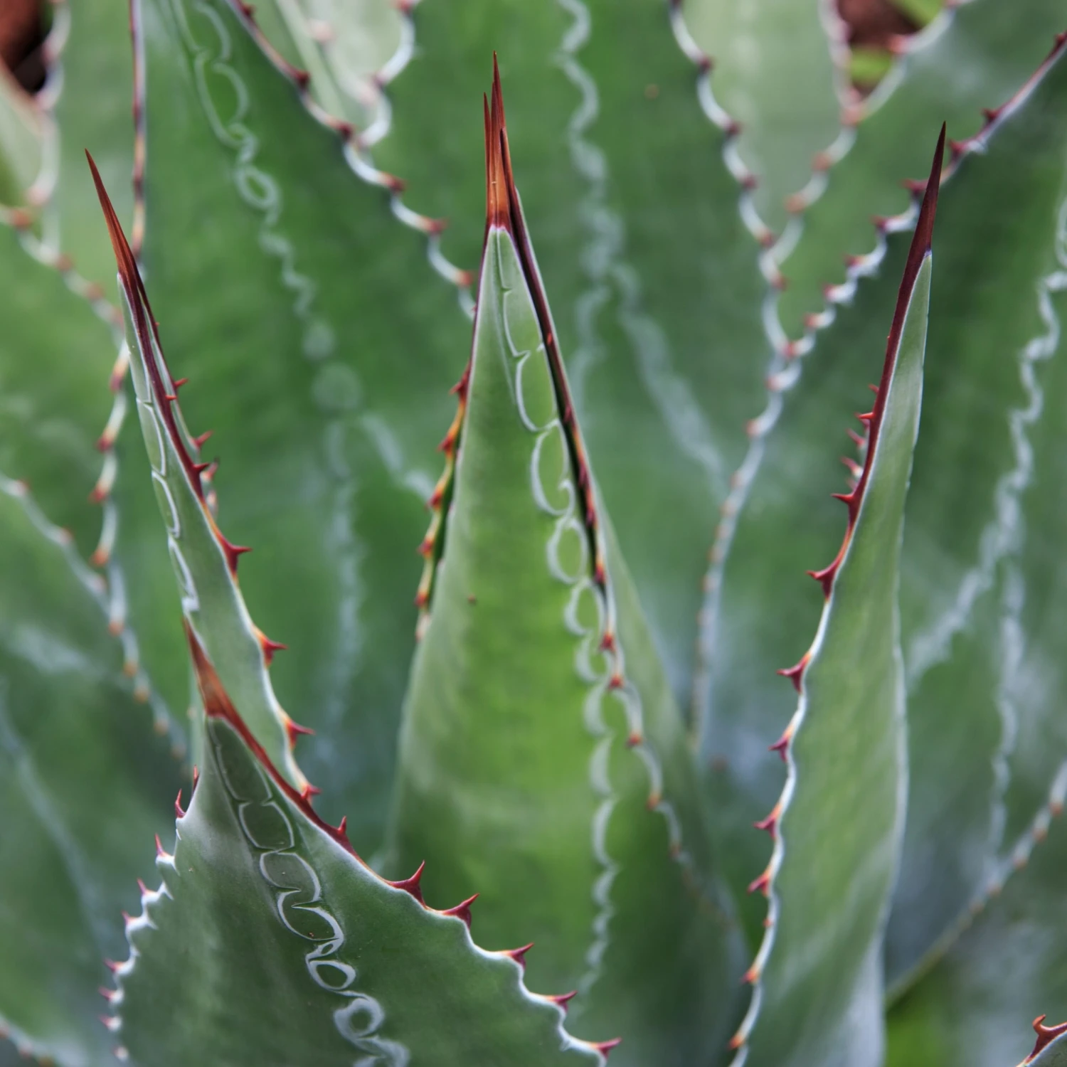 Agave Montana 11 Agave Montana - Image 9