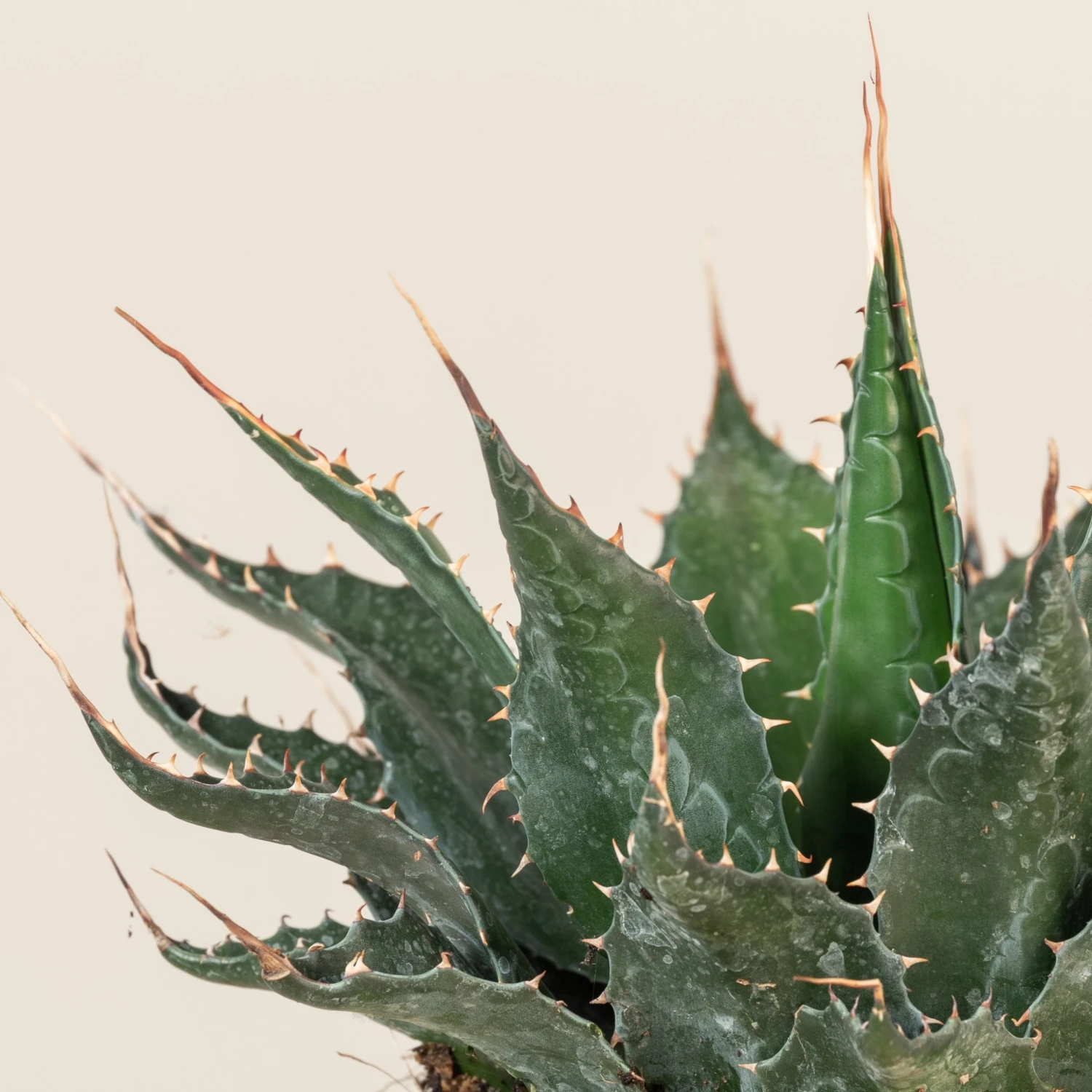 Agave Montana 13 Agave Montana - Image 11