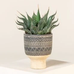 Agave Montana 34 Agave Montana -The Palm Centre AGM 60a923612f15d 3