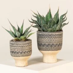 Agave Montana 35 Agave Montana -The Palm Centre AGM 60a92363995c7 3