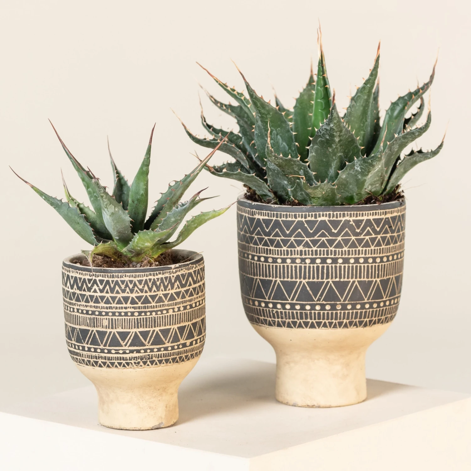 Agave Montana 16 Agave Montana - Image 14