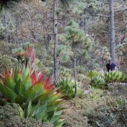 Agave Montana 36 Agave Montana -The Palm Centre AGM 60a9236616bea 3