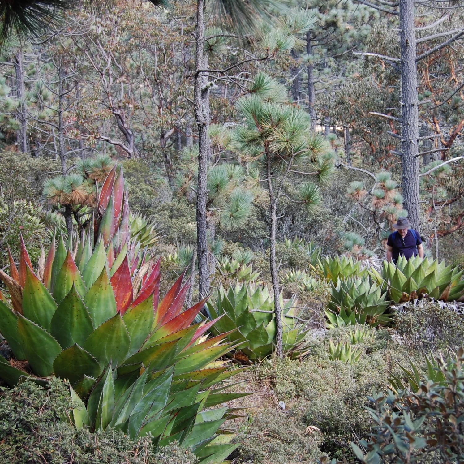 Agave Montana 17 Agave Montana - Image 15