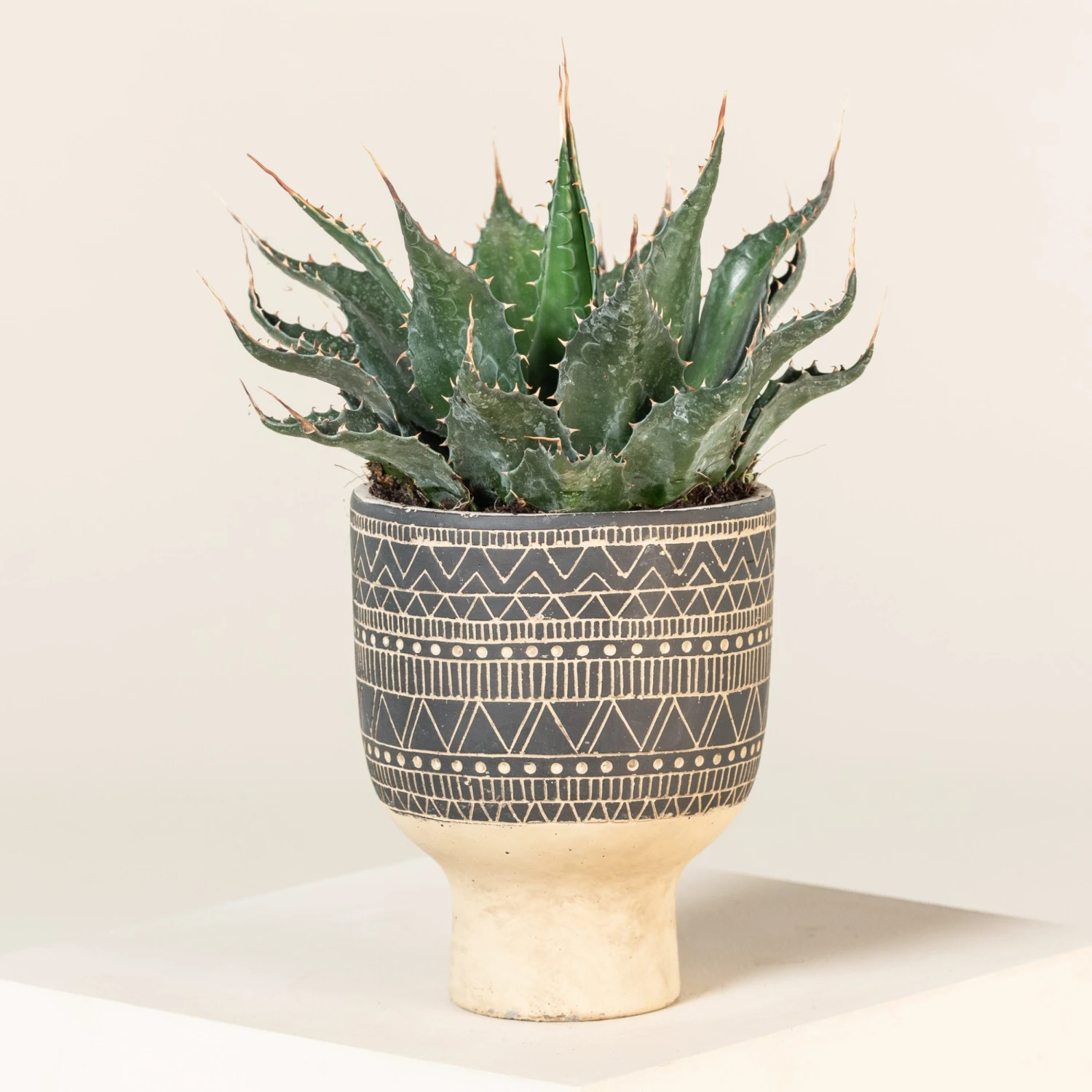 Agave Montana 18 Agave Montana - Image 16