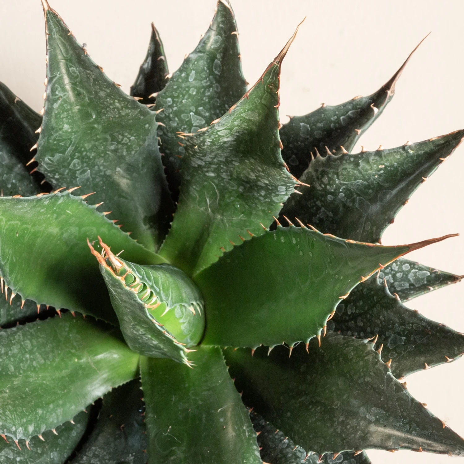 Agave Montana 21 Agave Montana - Image 19