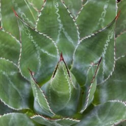 Agave Montana 41 Agave Montana -The Palm Centre AGM 60a9243632b51 3